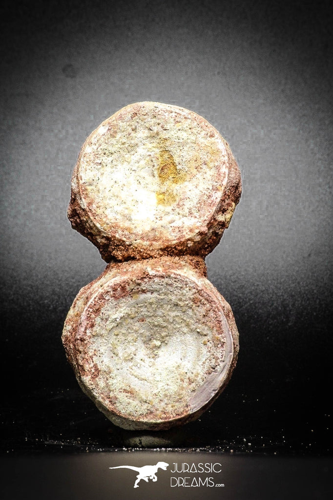 77055 - Beautiful Association Cretaceous ONCHOPRISTIS Vertebrae Bones KemKem Beds