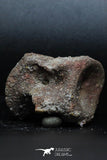 77032- Top Rare Unidentified Dinosaur - Reptile Vertebra Bone Cretaceous KemKem