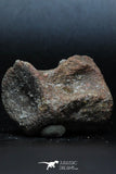 77032- Top Rare Unidentified Dinosaur - Reptile Vertebra Bone Cretaceous KemKem