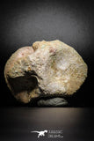 77029- Beautiful 2.54'' Unidentified Dinosaur -Reptile Vertebra Bone KemKem Beds