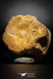 77028- Beautiful 2.35'' Unidentified Dinosaur -Reptile Vertebra Bone KemKem Beds