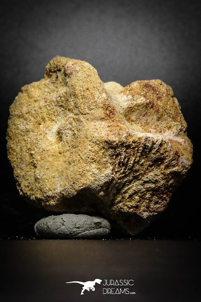 77028- Beautiful 2.35'' Unidentified Dinosaur -Reptile Vertebra Bone KemKem Beds