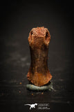 77056 - Rare Unidentified Small Theropod Dinosaur - Reptile Phalanx Toe Bone KemKem