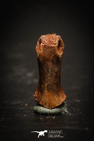 77056 - Rare Unidentified Small Theropod Dinosaur - Reptile Phalanx Toe Bone KemKem