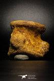 77026- Beautiful 2.98'' Unidentified Dinosaur -Reptile Vertebra Bone KemKem Beds