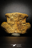 77026- Beautiful 2.98'' Unidentified Dinosaur -Reptile Vertebra Bone KemKem Beds