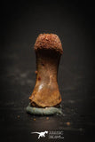 77056 - Rare Unidentified Small Theropod Dinosaur - Reptile Phalanx Toe Bone KemKem