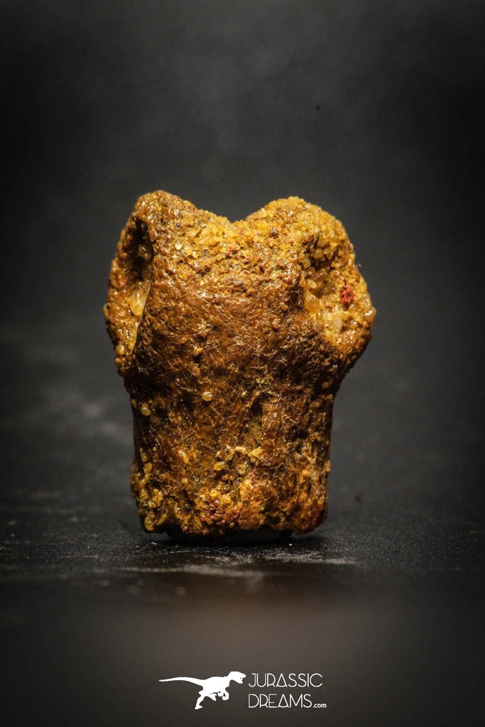 77050 - Rare Unidentified Small Theropod Dinosaur Partial Phalanx Toe Bone KemKem