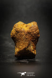 77050 - Rare Unidentified Small Theropod Dinosaur Partial Phalanx Toe Bone KemKem