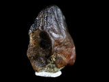 10053 - Rare Centrosaurus Fossil Tooth Ceratopsid Dinosaur Judith River Fm - Montana