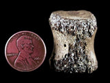 10060 - Avaceratops Dinosaur Tail Vertebrae Bone - Judith River Fm - Montana