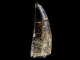 10058 - Amazing Albertosaurus Serrated Tyrannosaurid Dinosaur Tooth Cretaceous - Montana