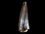 10040 - Museum Grade Gorgosaurus Serrated Tyrannosaurid Tooth Cretaceous Dinosaur