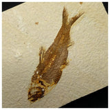13020 - Finest Grade Knightia eocaena Fossil Fish Green River Fm WY Eocene Age