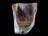 10048 - Real Triceratops horridus Dinosaur Fossil Tooth - Hell Creek Fm - Montana