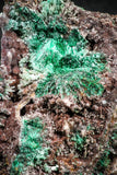 04987 -  Well Crystallized Acicular Brochantite with Quartz from South Morocco