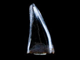 10059 - Albertosaurus Finest Juvenile Premaxillary Tooth Cretaceous Tyrannosaurid Dinosaur - Montana