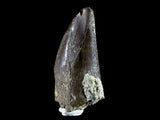 10056 - Amazing Albertosaurus Serrated Tyrannosaurid Dinosaur Tooth Cretaceous - Montana