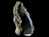 10057 - Amazing Albertosaurus Serrated Dinosaur Tooth in Natural Matrix - Cretaceous - Montana