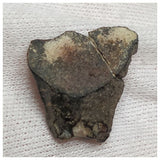 10139 - Top Rare Ouranosaurus Hadrosaurid Dinosaur Tooth Cretaceous Elrhaz Fm