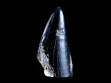 10043 - Real Tyrannosaurus Rex Dinosaur Fossil Tooth Tip - Hell Creek Fm - Montana