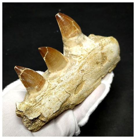 13054 - Huge Partial Prognathodon anceps (Mosasaur) Jaw with Teeth