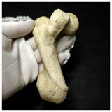 13057 - Top Rare Huge 12,6cm Euclastes sp Paleocene Sea Turtle Femur Bone
