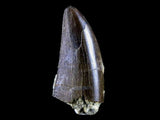 10056 - Amazing Albertosaurus Serrated Tyrannosaurid Dinosaur Tooth Cretaceous - Montana