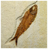 13021 - Finest Grade Knightia eocaena Fossil Fish Green River Fm WY Eocene Age