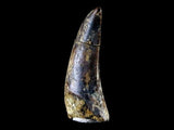 10058 - Amazing Albertosaurus Serrated Tyrannosaurid Dinosaur Tooth Cretaceous - Montana