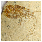 13059 - Finest Grade Fossil Shrimp Carpopenaeus Cretaceous Age Lebanon