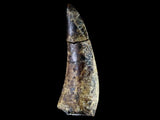 10058 - Amazing Albertosaurus Serrated Tyrannosaurid Dinosaur Tooth Cretaceous - Montana