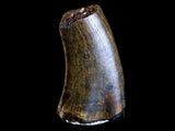 10042 - Real Daspletosaurus Tyrannosaurid Dinosaur Tooth Cretaceous - Montana