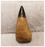 13002 - Exceedingly Rare Ichthyosaur (Platypterygius) Tooth - Cretaceous Russia