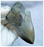 13028 - Nice Huge Serrated 4.72 Inch Carcharocles Megalodon Shark Tooth