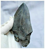 13028 - Nice Huge Serrated 4.72 Inch Carcharocles Megalodon Shark Tooth