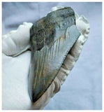 13028 - Nice Huge Serrated 4.72 Inch Carcharocles Megalodon Shark Tooth