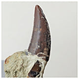 B7 - Top Rare 1.14 Inch Abelisaurid Dinosaur Tooth Upper Cretaceous Talsint Outcrops