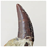 B7 - Top Rare 1.14 Inch Abelisaurid Dinosaur Tooth Upper Cretaceous Talsint Outcrops