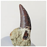 B7 - Top Rare 1.14 Inch Abelisaurid Dinosaur Tooth Upper Cretaceous Talsint Outcrops