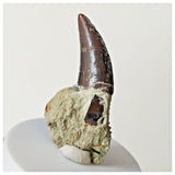 B7 - Top Rare 1.14 Inch Abelisaurid Dinosaur Tooth Upper Cretaceous Talsint Outcrops