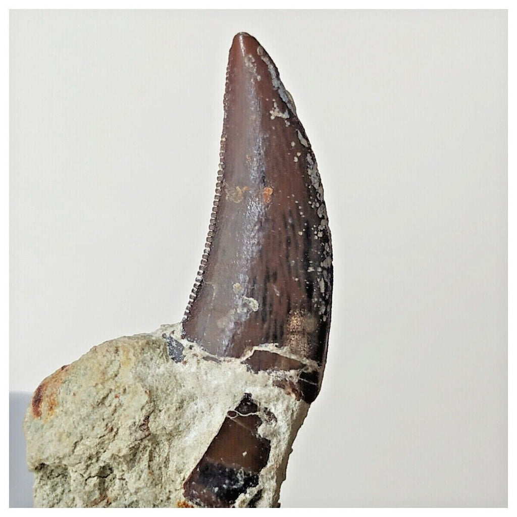 B7 - Top Rare 1.14 Inch Abelisaurid Dinosaur Tooth Upper Cretaceous Talsint Outcrops