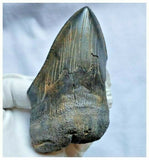 13028 - Nice Huge Serrated 4.72 Inch Carcharocles Megalodon Shark Tooth