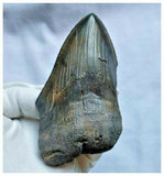 13028 - Nice Huge Serrated 4.72 Inch Carcharocles Megalodon Shark Tooth