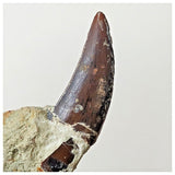 B7 - Top Rare 1.14 Inch Abelisaurid Dinosaur Tooth Upper Cretaceous Talsint Outcrops