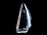 10043 - Real Tyrannosaurus Rex Dinosaur Fossil Tooth Tip - Hell Creek Fm - Montana
