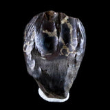 10047 - Real Triceratops horridus Dinosaur Fossil Tooth - Hell Creek Fm - Montana