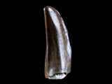 10040 - Museum Grade Gorgosaurus Serrated Tyrannosaurid Tooth Cretaceous Dinosaur