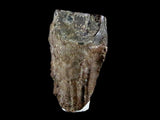 10051 - Real Triceratops horridus Dinosaur Fossil Tooth - Hell Creek Fm - Montana