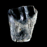 10050 - Real Triceratops horridus Dinosaur Fossil Tooth - Hell Creek Fm - Montana